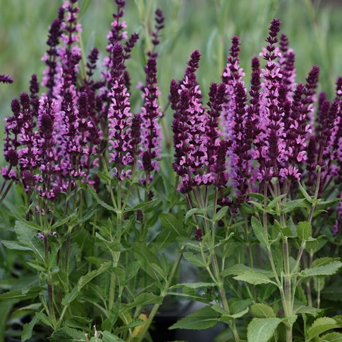 Szałwia "Edula Rose"