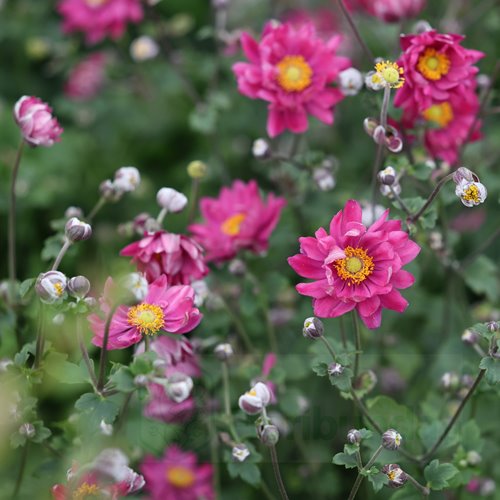 Zawilec Breeze Rosy Red