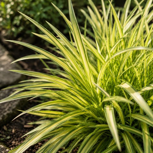 Hakonechloa smukła Albostriata – pasiasta trawa ozdobna do półcienia