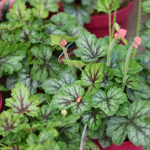 Żuraweczka 'Pink Revolution'