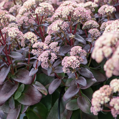 Rozchodnik "Globe Pink"