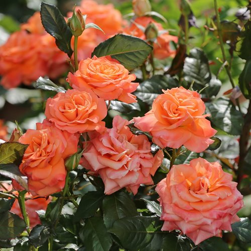 Flora Danica (Poulrim)