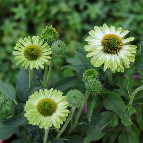 Jeżówka SUNSEEKERS "Green Apple"