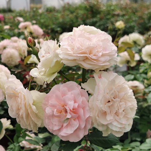 Matthias Claudius  Rose