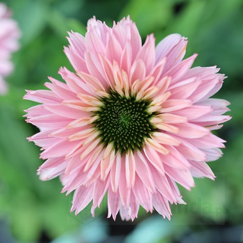 jeżówka SUNSEEKERS "Salmon"