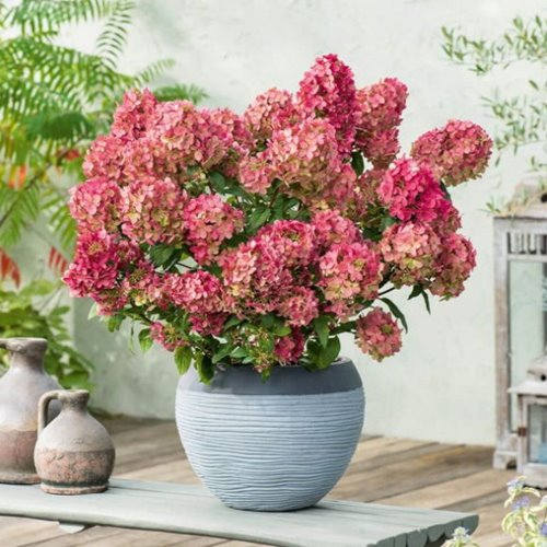 Hortensja bukietowa "Petite Star"