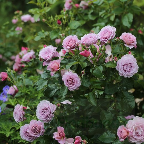 Lady Perfume (WEKpeawby)