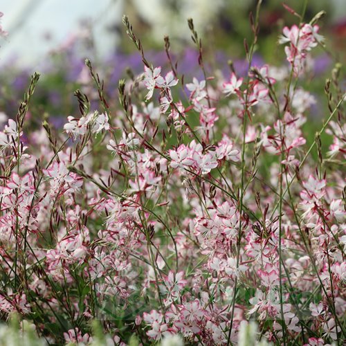 Gaura Gambit® Rose Bicolor