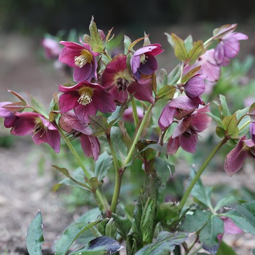 Ciemiernik orientalis "Pretty Ellen Red"