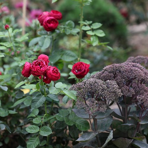 Royal Piano® DONICZKA