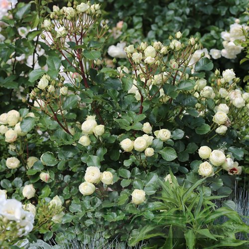 Escimo Flower Circus