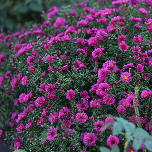 aster dumosus "Jenny"