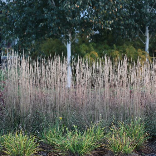 Trzcinnik "Karl foerster"