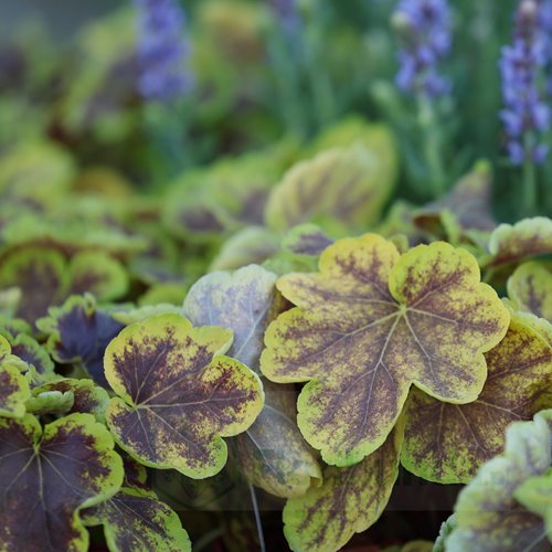 Żuraweczka"Solar Eclipse"