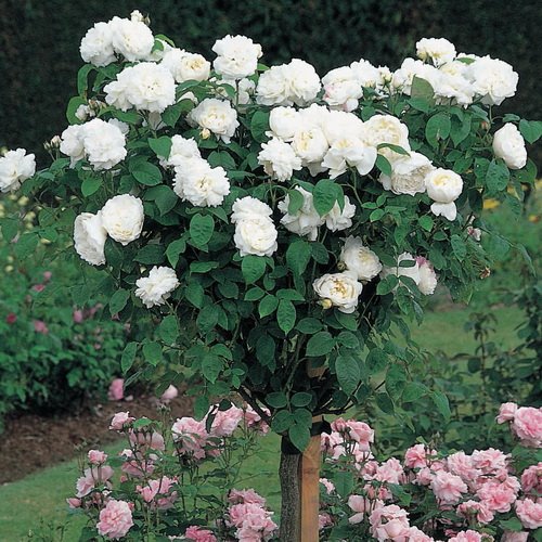 róża pienna drzewko różane  pachnąca róża ogrodowa  róża ogrodowa na pniu  róża ozdobna do ogrodu  róża pienna do ogrodu