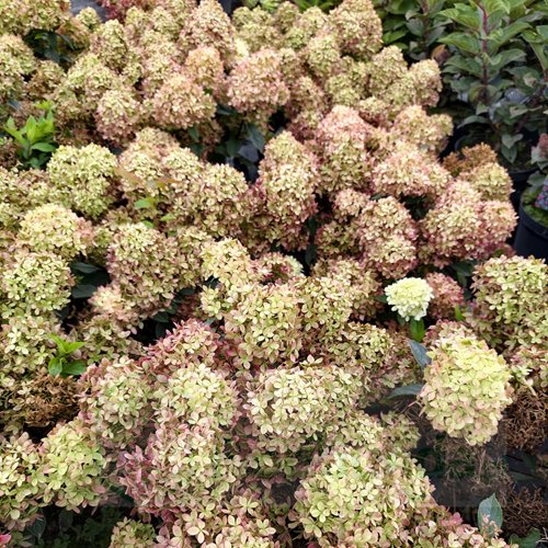 Hortensja bukietowa Living Little Love – kompaktowa hortensja do donicy