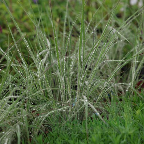 Palczatka miotlasta "Ha Ha Tonka"