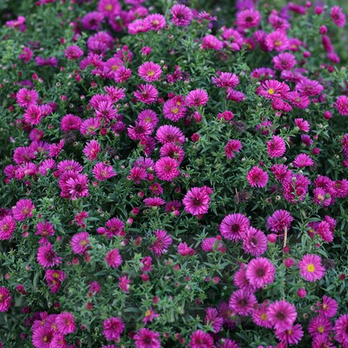 aster dumosus "Jenny"