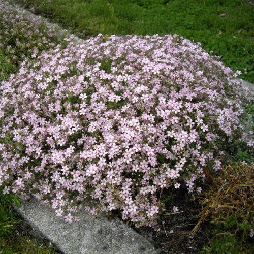 Gypsophila repens "Knuddel"