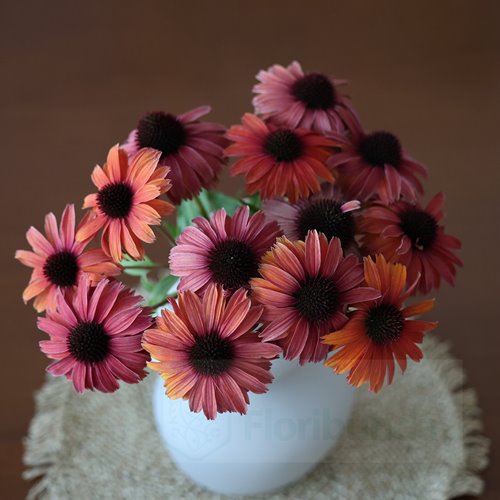 jeżówka SUNSEEKERS "Mineola"