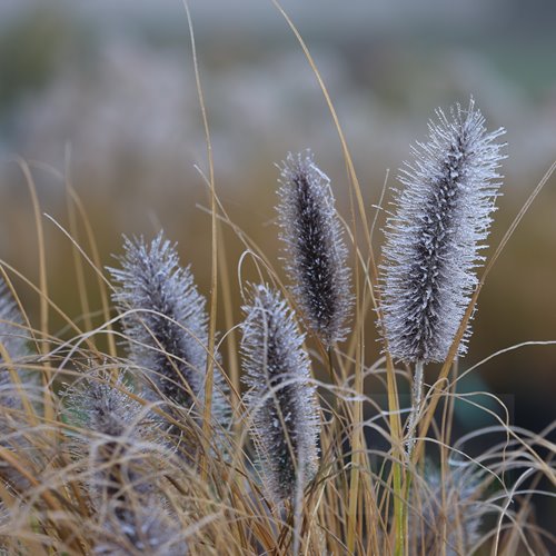 Rozplenica japońska Piórkówka 'Red Head'
