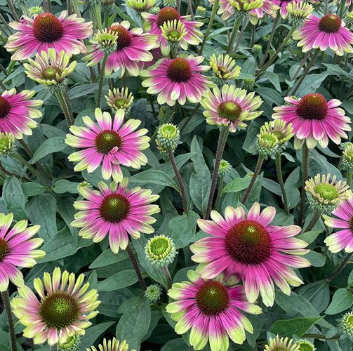 Jeżówka purpurowa "Sweet Sandia"