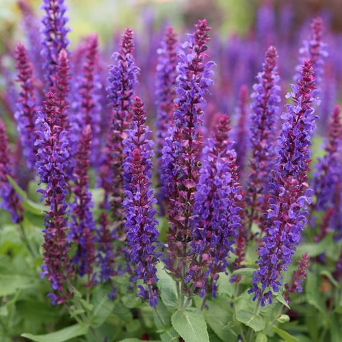 Szałwia omszona 'Rianne Purple'