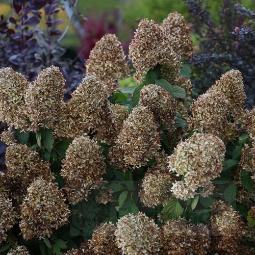 hortensja bukietowa  "Limelight"