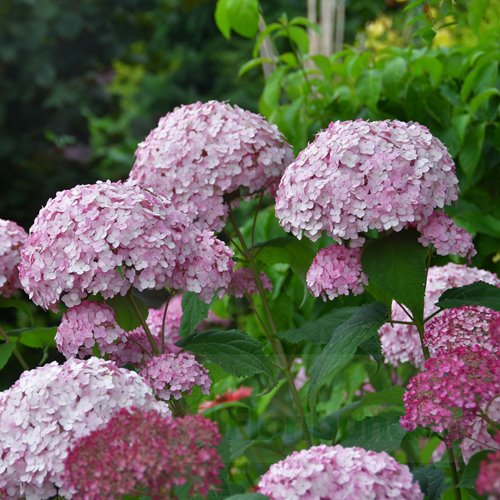 Hortensja drzewiasta 'Candybelle Bubblegum'