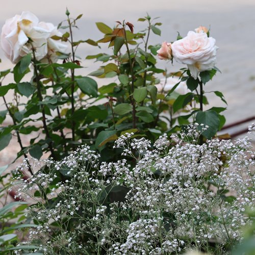 gipsówka 'Festival White Flare'