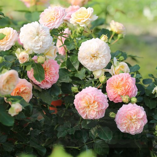 Concerto '94  PIENNA