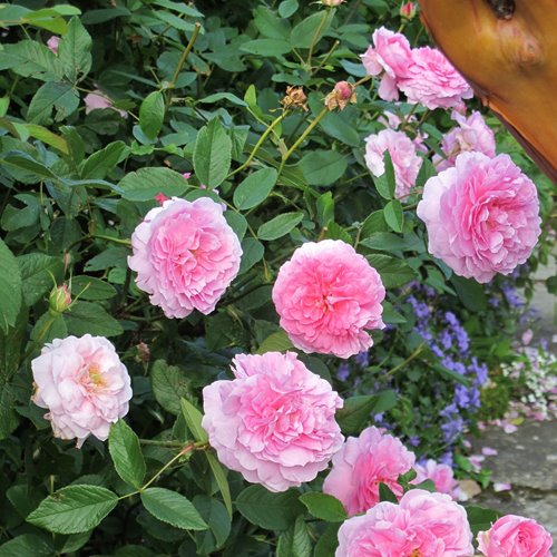 The Mayflower® DONICZKA