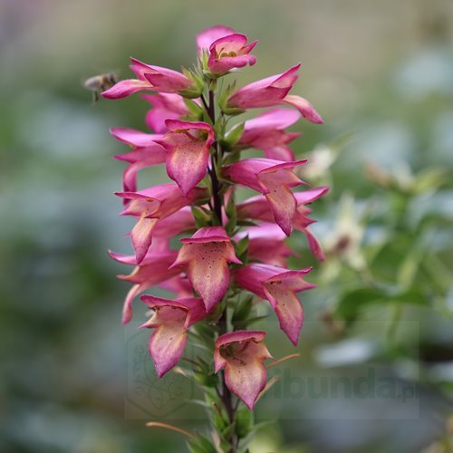 naparstnica hybrida "Rising Phoenix"