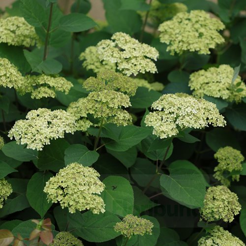 Hortensja krzewiasta Lime Rickey