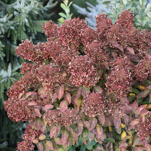 Hortensja bukietowa Diamant Rouge