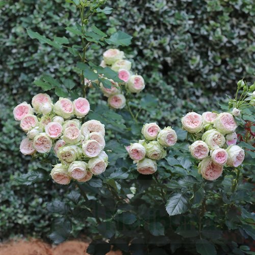 Pashmina/ Pompon Flower Circus