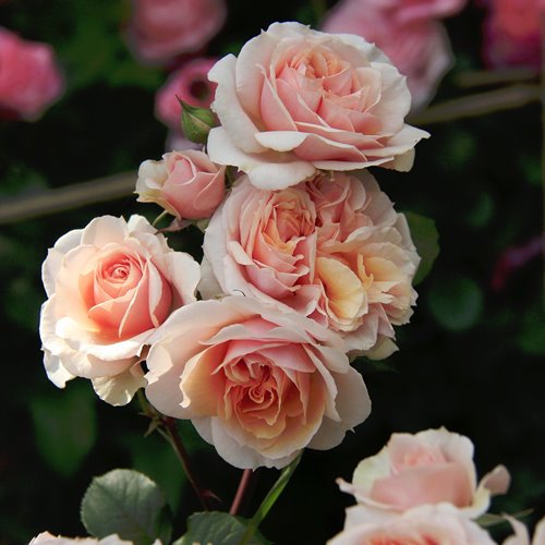 Xavier de Fraissinette