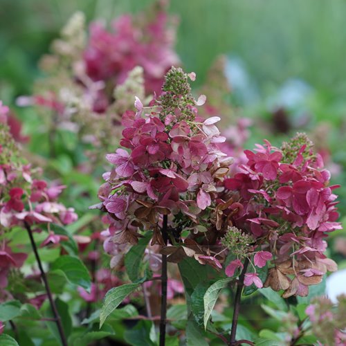 Hortensja bukietowa "Pinky Winky"