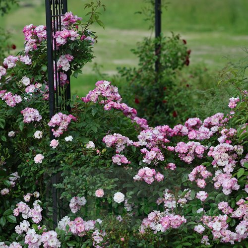 Lavender Siluetta DONICZKA