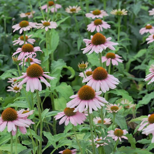 Jeżówka purpurowa "Skipper Pink"