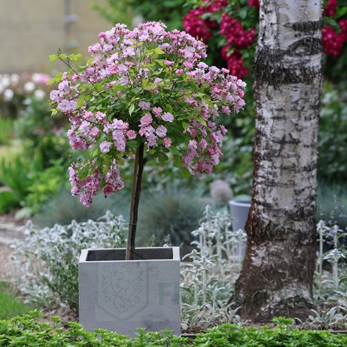 Lavender Dream PIENNA