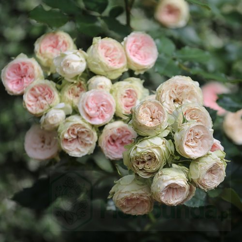 Pashmina/ Pompon Flower Circus