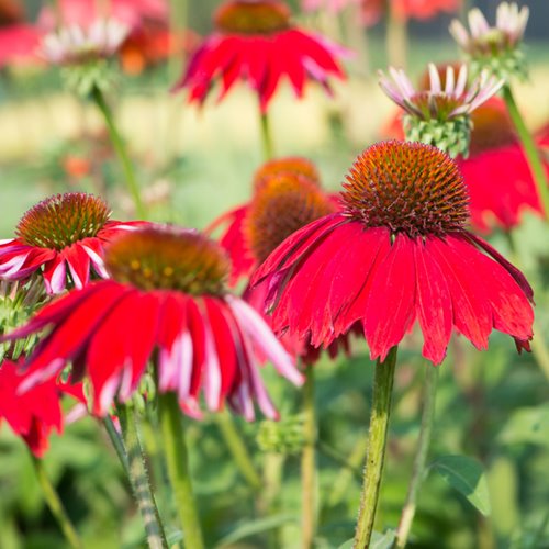 Jeżówka "Sombrero Red"
