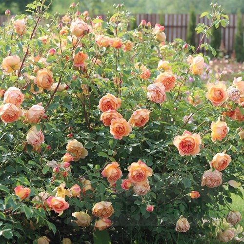 Lady of shalott