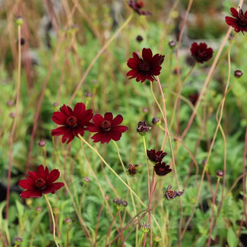 Kosmos czekoladowy ‘Chocolate’