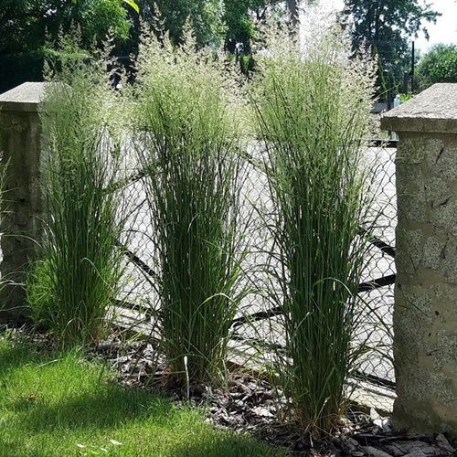 Trzcinnik "Karl foerster"