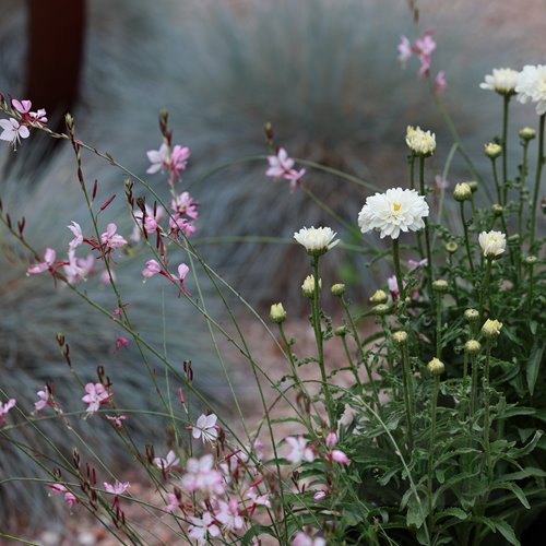 Złocień  "Victorian Secret"