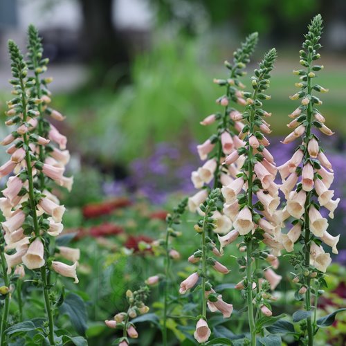 naparstnica "Dalmatian Peach"