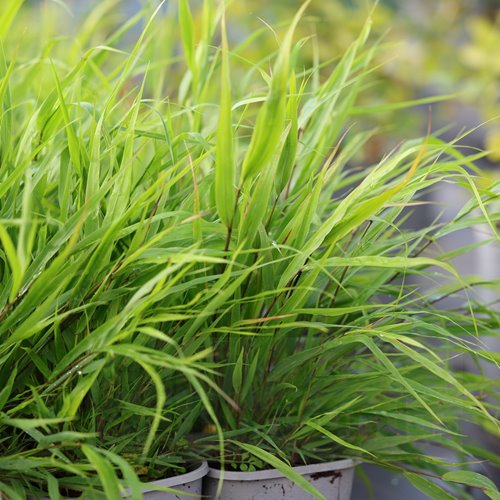Hakonechloa "Beni Kaze"