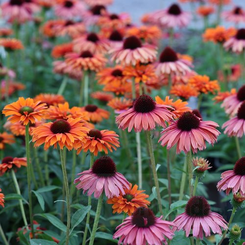 jeżówka SUNSEEKERS "Mineola"